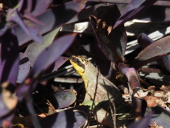 Leiocephalus personatus