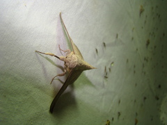 Bedosia fraterna