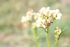 Chauliognathus scriptus