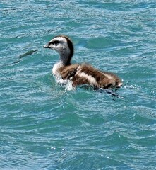 Chloephaga poliocephala
