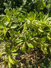 Scaevola taccada