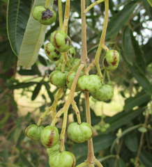 Ozoroa paniculosa