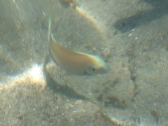 Acanthurus