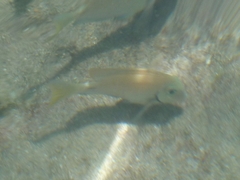 Acanthurus