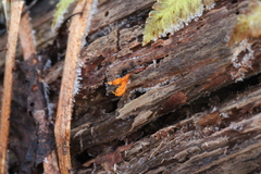 Ophiocordyceps variabilis