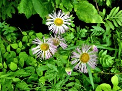 Erigeron philadelphicus philadelphicus