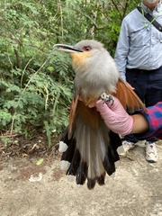 Coccyzus longirostris