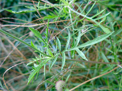 Dipsacoideae