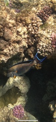 Acanthurus sohal