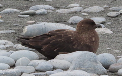 Stercorarius antarcticus