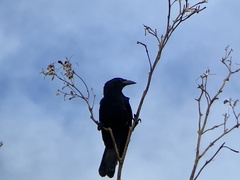 Corvus leucognaphalus