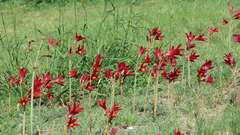Zephyranthes bifida