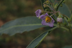Solanum glaucophyllum