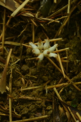 Burmannia championii