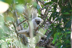 Hylobates lar