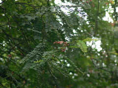 Cassia roxburghii