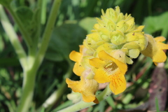 Ibicella lutea