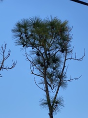 Pinus elliottii densa