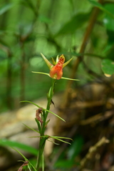 Cryptostylis arachnites