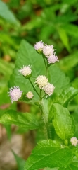 Ageratum