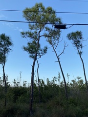 Pinus elliottii densa