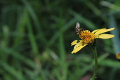 Hedriodiscus pulcher