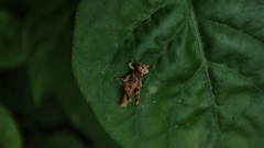 Xenocatantops humilis