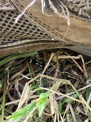 Traumatomutilla indica