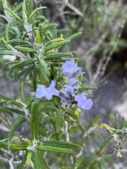 Salvia brandegeei