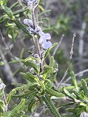 Salvia brandegeei