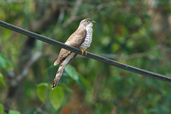 Hierococcyx sparverioides