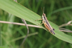 Dichroplus elongatus