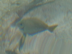 Acanthurus