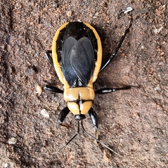Ectrichodia crux