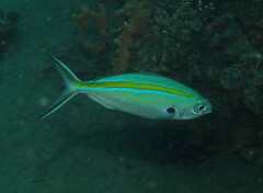 Caesio caerulaurea