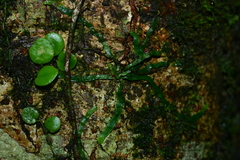 Taeniophyllum