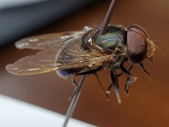 Copestylum vesicularium