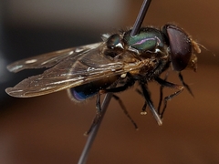 Copestylum vesicularium