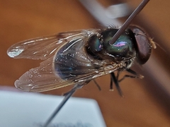 Copestylum vesicularium