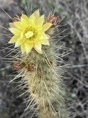 Bergerocactus emoryi