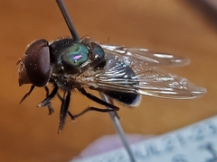 Copestylum vesicularium