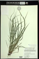 Carex virescens