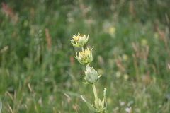 Gentiana lutea lutea