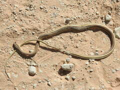 Psammophis leightoni