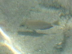 Acanthurus