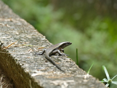 Eutropis multifasciata