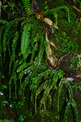 Phlegmariurus fordii