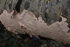 Corticium roseum