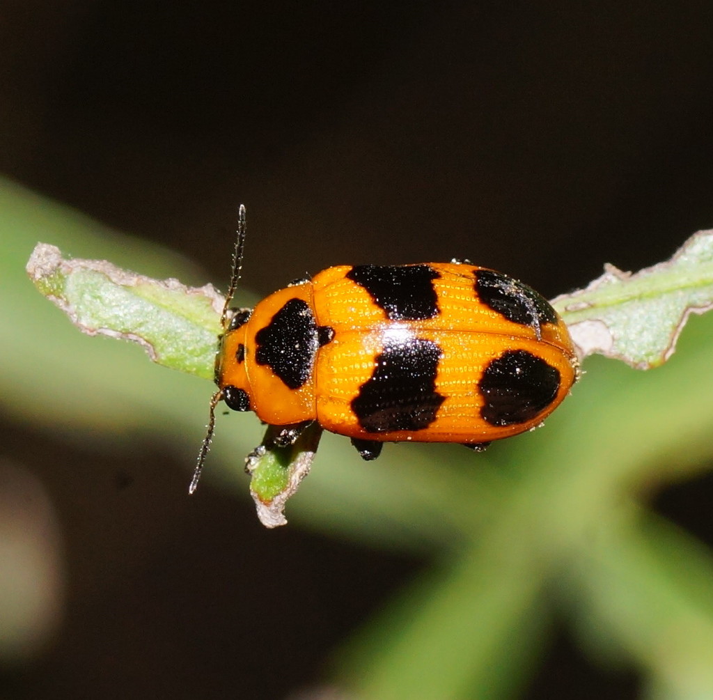 Platymela digglesi