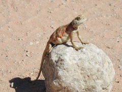 Agama aculeata aculeata